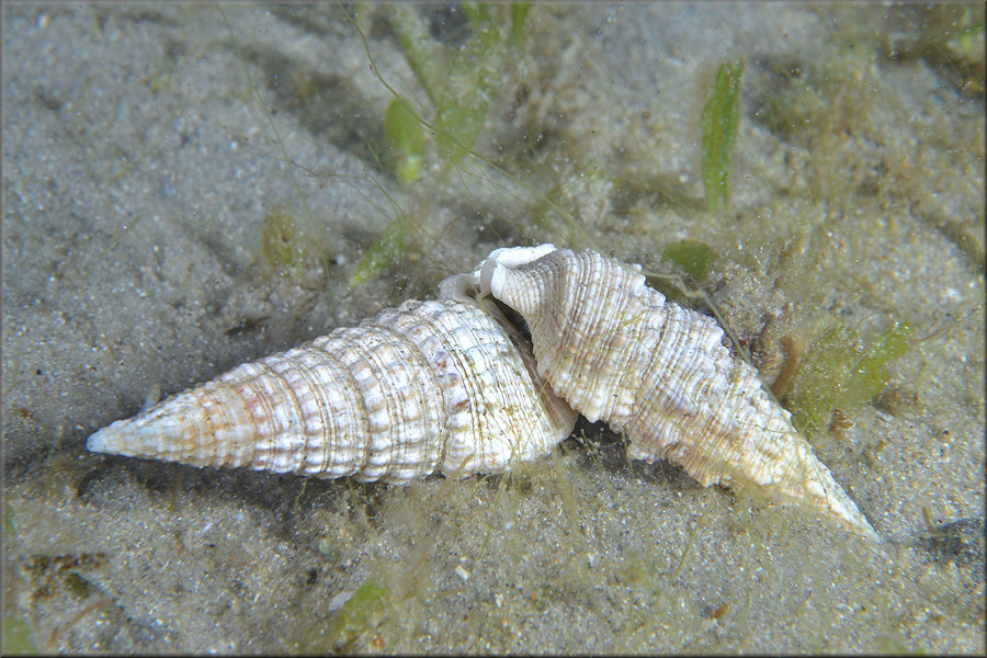 Cerithium atratum (Born, 1778) Dark Cerith Possible Mating