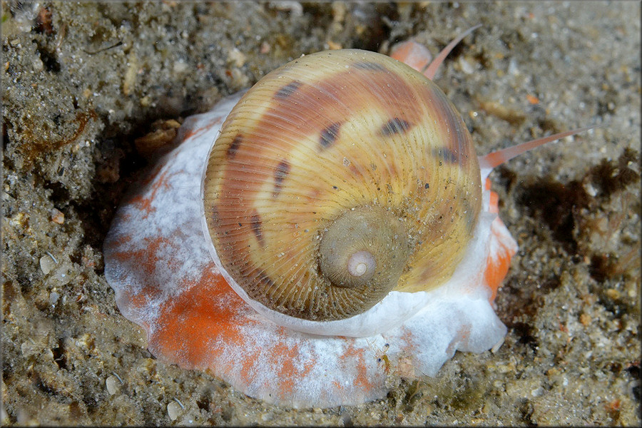 Natica tedbayeri Rehder, 1986 "Florida Moonsnail"