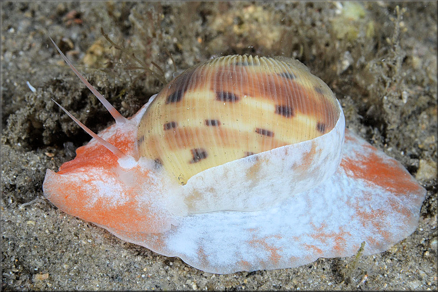 Natica tedbayeri Rehder, 1986 "Florida Moonsnail"