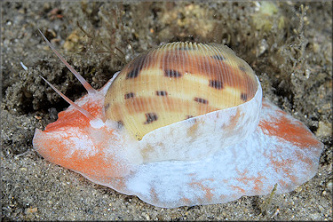 Natica tedbayeri Rehder, 1986 "Florida Moonsnail"