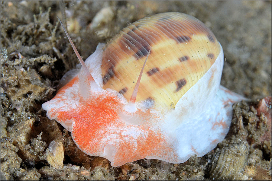 Natica tedbayeri Rehder, 1986 "Florida Moonsnail"