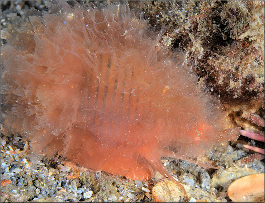 Cymatium (Gelagna) succinctum (Linn, 1771) Living Animal In Situ