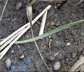 Melampus bidentatus Say, 1822 Eastern Melampus In Situ