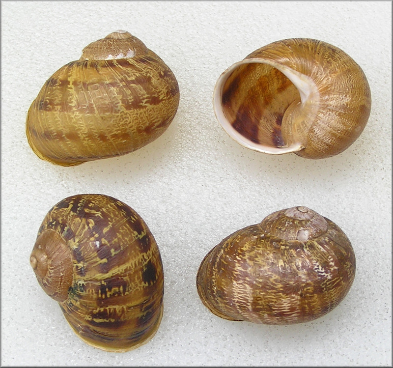 Cornu aspersum (Mller, 1774) Brown Garden Snail