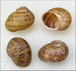 Cornu aspersum (Mller, 1774) Brown Garden Snail