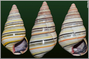 Liguus virgineus (Linnaeus, 1758)