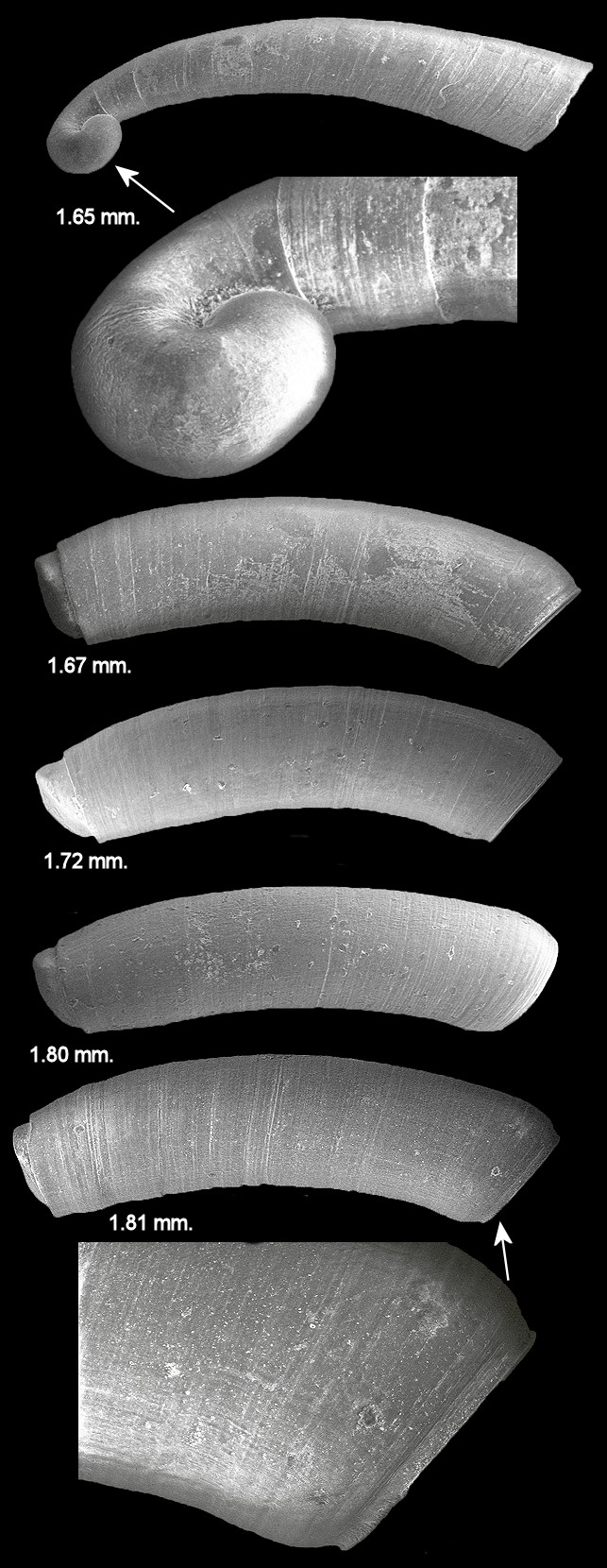 Caecum species B Fossil