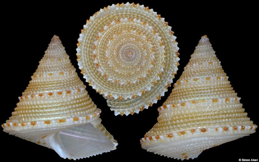 Calliostoma xylocinnamomum Vilvens, 2005