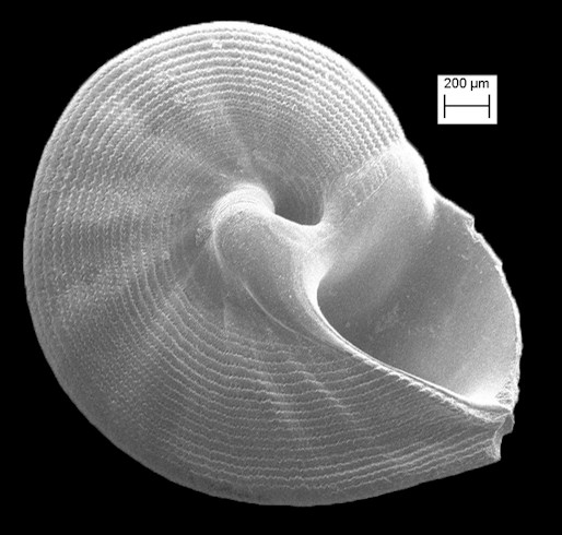 Anticlimax locklini Pilsbry and Olsson, 1950 Extinct Fossil Species