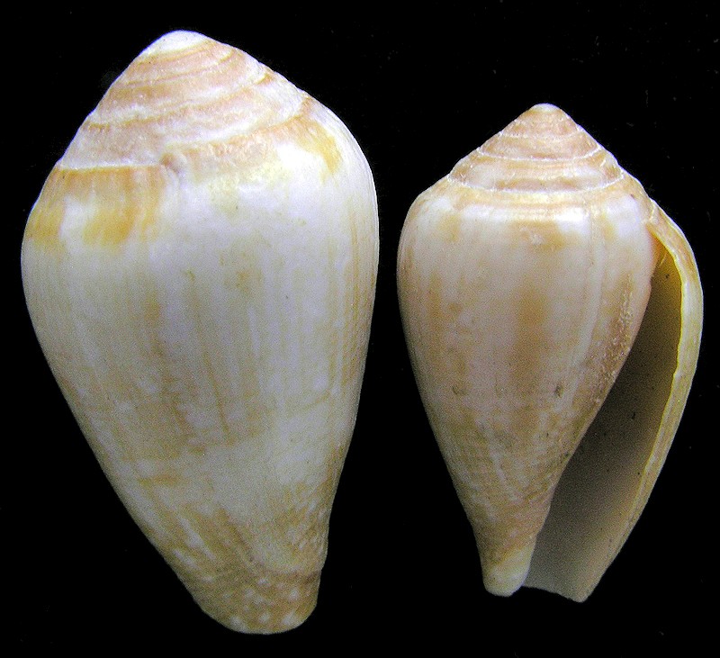 Conus californicus Reeve, 1844