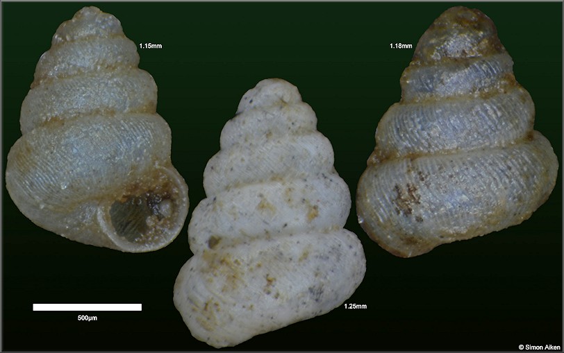 Acmella cyrtoglyphe Vermeulen, Liew and Schilthuizen, 2015