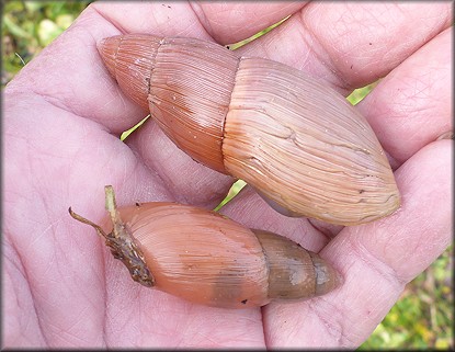 Euglandina rosea (Frussac, 1821) Rosy Wolfsnail Cannibalism