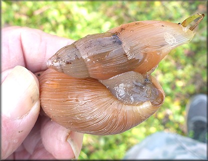 Euglandina rosea (Frussac, 1821) Rosy Wolfsnail Cannibalism