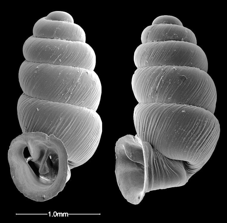 Gastrocopta perversa (Sterki, 1898)