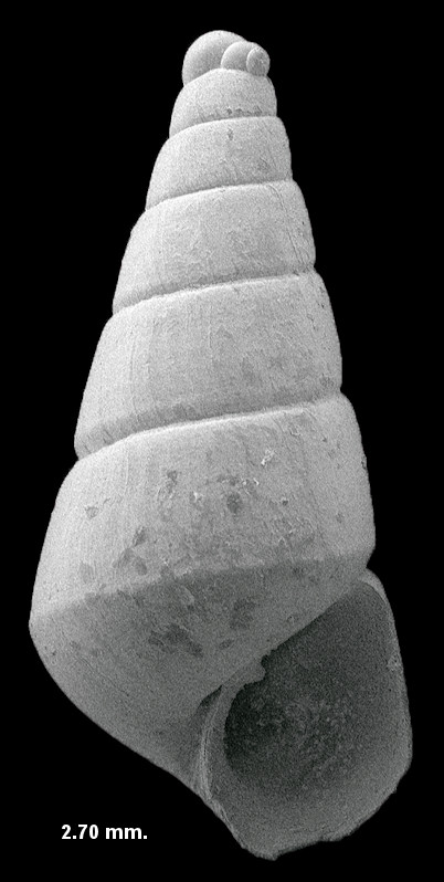Eulimastoma species cf. E. canaliculatum (C. B. Adams, 1850)