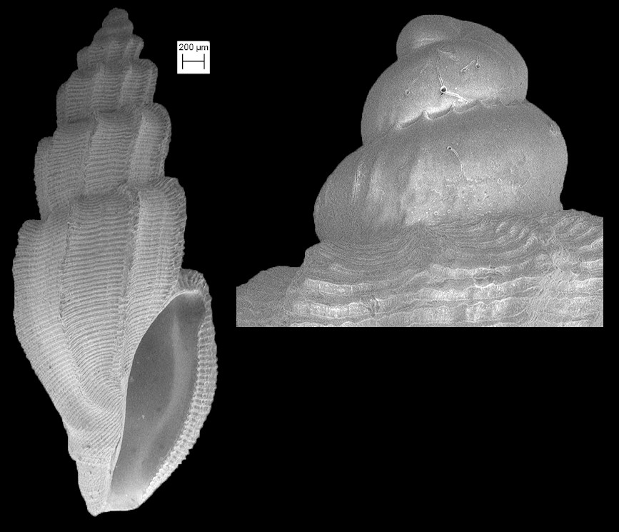 Agathotoma candidissima (C. B. Adams, 1845) Sugar Mangelia