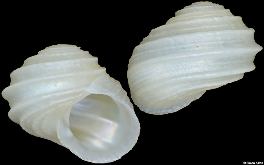 Cantrainea tosaensis (Habe, 1953)