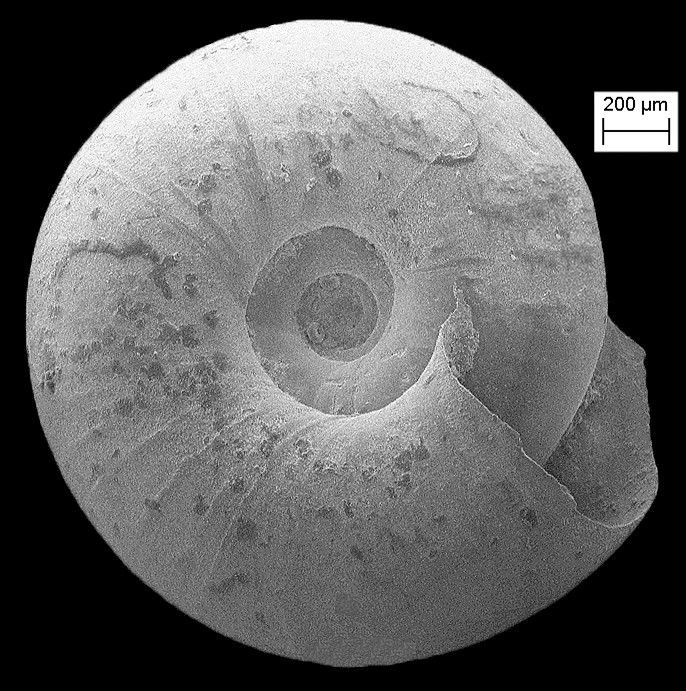 Helicodiscus aldrichianus (G. Clapp, 1907) Burrowing Coil