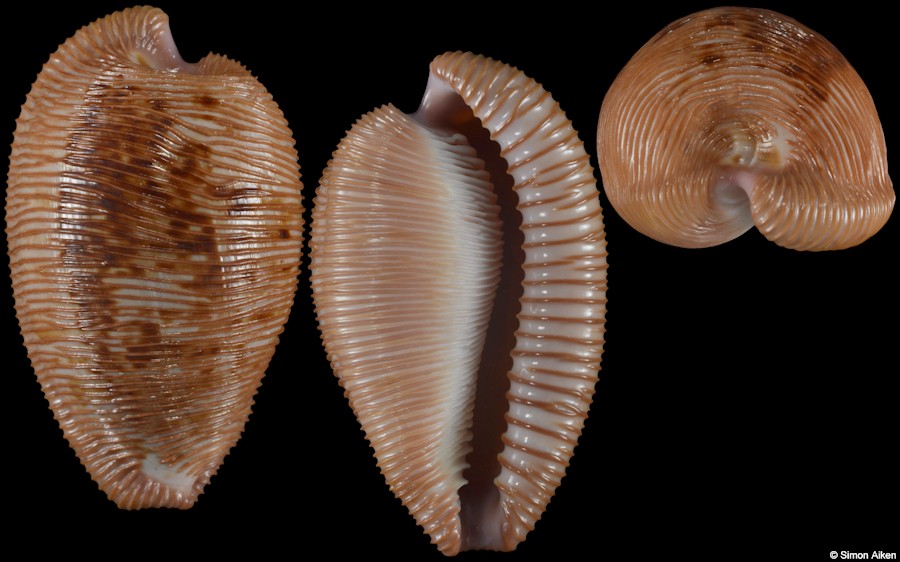 Cypraeovula capensis (Gray, 1828)