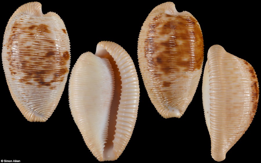 Cypraeovula capensis (Gray, 1828)