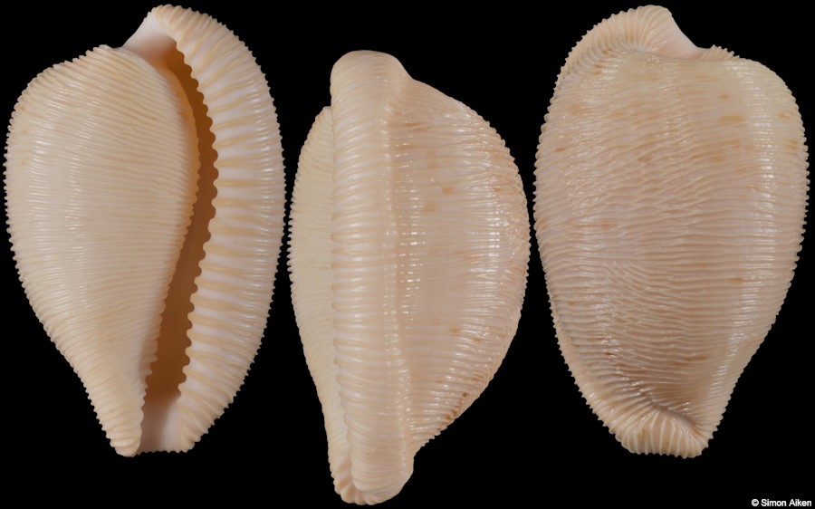 Cypraeovula capensis profundorum Seccombe, 2003