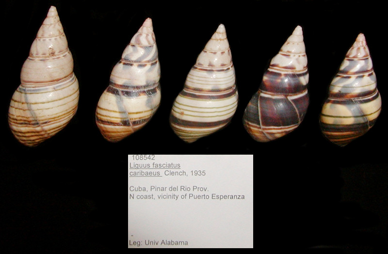 Liguus fasciatus caribaeus Clench, 1935