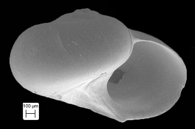 Teinostoma carinicallus Pilsbry and McGinty, 1946 Fossil