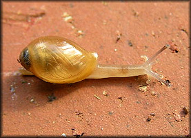 Euglandina rosea (Frussac, 1821) Juvenile