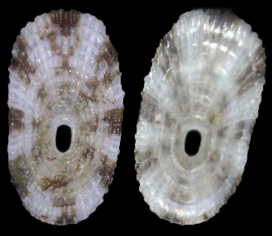 Lucapina adspersa (Philippi, 1845) [= L. sowerbii auctores non (G. B. Sowerby I, 1835)]