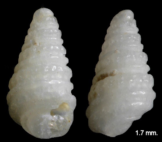 Liamorpha decorata (de Folin, 1873)