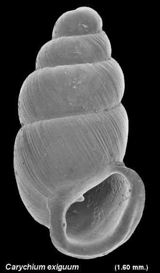 Carychium exiguum (Say, 1822) Obese Thorn