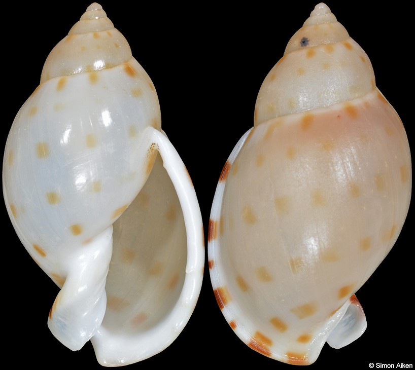 Casmaria cernica (G. B. Sowerby III, 1888)