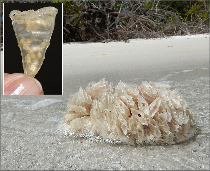 Triplofusus giganteus (Kiener, 1840) Horse Conch Eggs