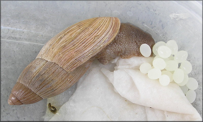 Euglandina rosea (Frussac, 1821) Laying Eggs