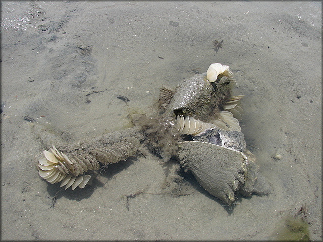 Melongena corona (Gmelin, 1791) Depositing Egg Capsules