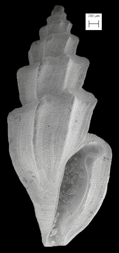Agathotoma castellata (E. A. Smith, 1888)