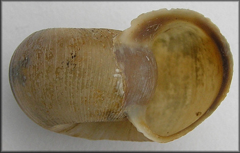 Planorbella truncata (M. Miles, 1861) Druid Rams-horn