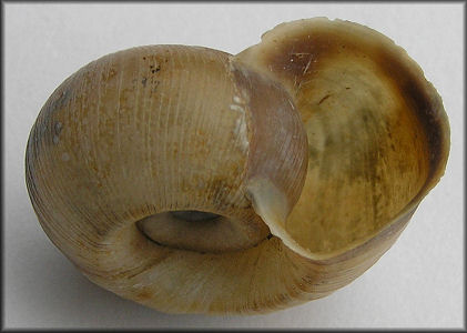 Planorbella truncata (M. Miles, 1861) Druid Rams-horn