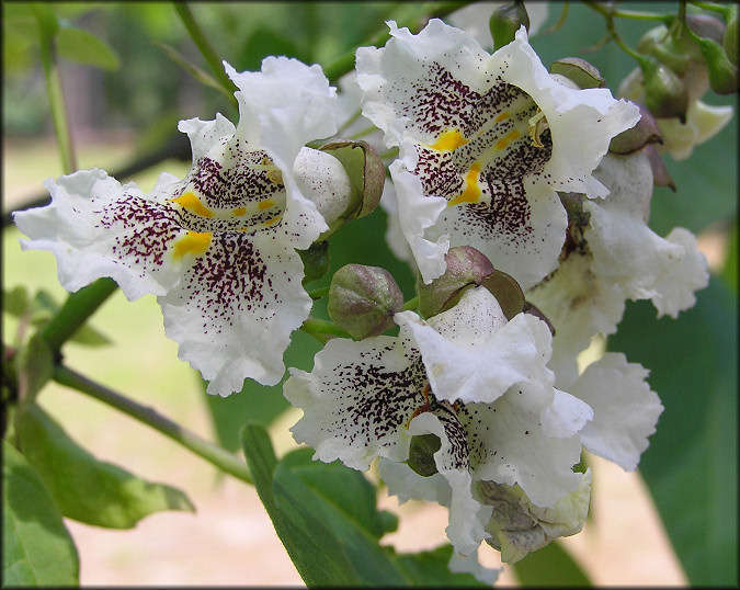 Southern Catalpa [Catalpa bignonioides]