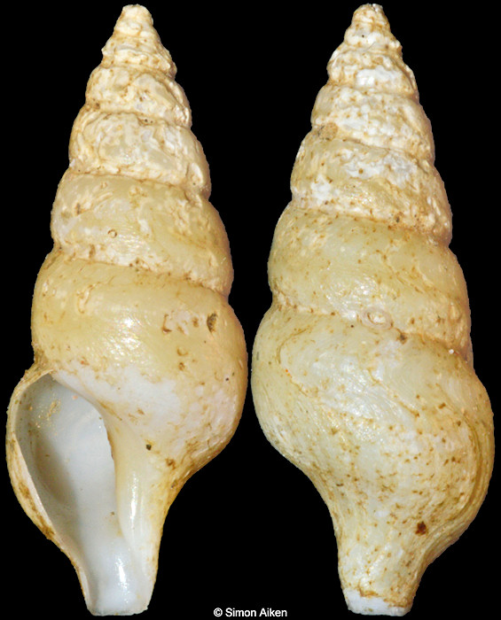 Antiplanes catalinae (Raymond, 1904)