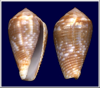 Conus catus Hwass in Bruguire, 1792