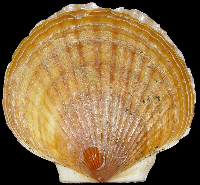 Patinopecten caurinus (Gould, 1850)