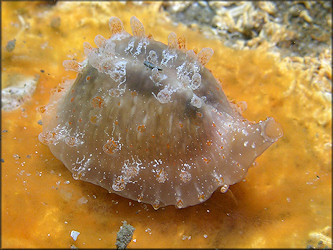 Pusula pediculus (Linnaeus, 1758) Coffeebean Trivia In Situ