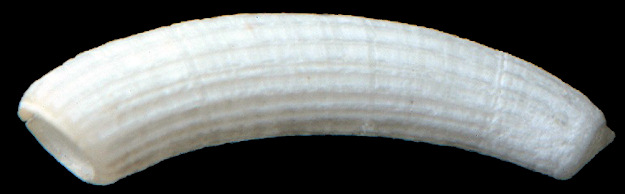 Caecum liratocinctum (Carpenter, 1857)