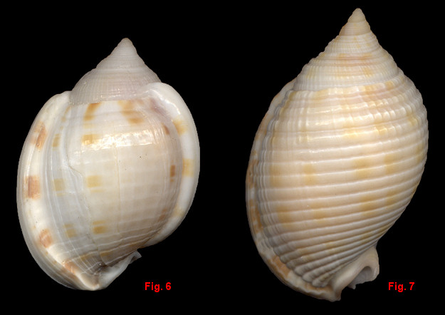 Semicassis granulata granulata (Born, 1778) form cicatricosa (Gmelin, 1791)