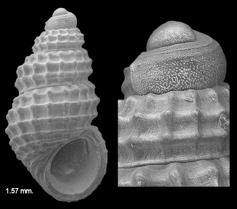 Simulamerelina species 160 of Redfern, 2013 (page 54)