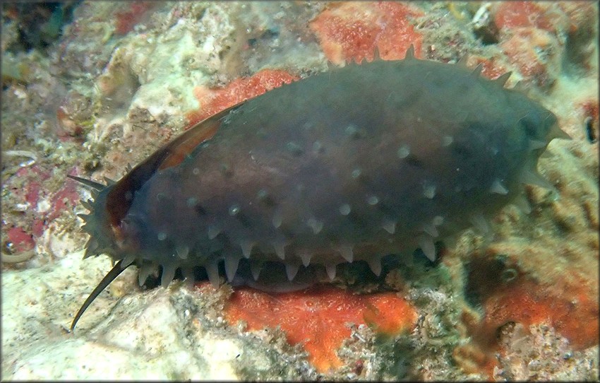 Macrocypraea cervus (Linn, 1771) Atlantic Deer Cowrie In Situ (probable)