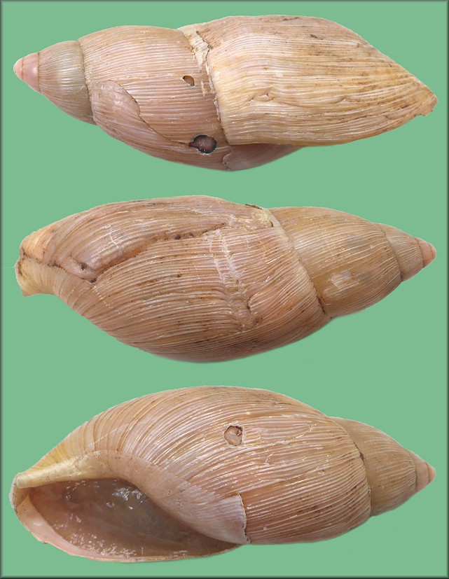 Euglandina rosea (Frussac, 1821) Damaged Shell