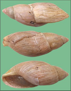 Euglandina rosea (Frussac, 1821) Damaged Shell