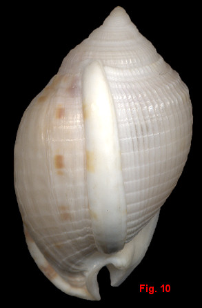 Semicassis granulata granulata (Born, 1778) form cicatricosa (Gmelin, 1791)